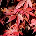 Acer palmatum 'Skeeter's Broom' - 1