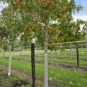Liquidambar styraciflua - 2
