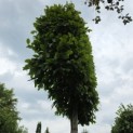 Carpinus betulus - Foto 5