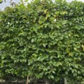 Carpinus betulus - Foto 6