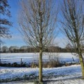 Carpinus betulus 'Fastigiata' (Frans Fontaine) - 180 cm stam