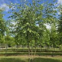 Betula nigra - 1