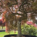 Acer palmatum 'Garnet' - 3