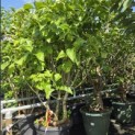 Syringa vulgaris 'Michel Buchner' - Foto 3