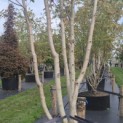 Acer x freemanii 'Autumn Blaze' - 1