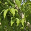 Heptacodium miconioides - Foto 2