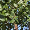 Quercus Suber - Foto 5
