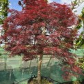 Acer palmatum 'Garnet' - 4