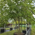 Tilia x europaea 'Pallida' - Foto 4