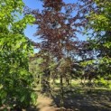 Fagus sylvatica 'Atropunicea' - Foto 1