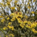 Hamamelis x intermedia 'Arnold Promise' - 4