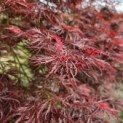 Acer palmatum 'Garnet' - 4
