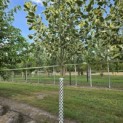 Liriodendron tulipifera 'Snowbird' - 3