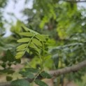 Gleditsia triacanthos ‘Draves' - 7