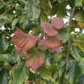 Parrotia persica - Foto 1