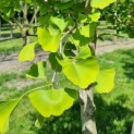 Ginkgo biloba - Foto 3