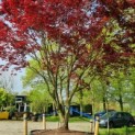 acer palmatum 'Atropurpureum' - Foto 3