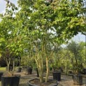 Parrotia persica - 4