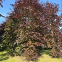 Fagus sylvatica 'Atropunicea' - Foto 4