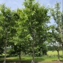 Prunus avium 'Regina' - Foto 2