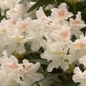 Rhododendron 'Cunningham's White' - Foto 1