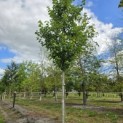 Acer rubrum 'Red Sunset' - 2