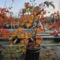 Acer japonicum  'Aconitifolium' - Foto 1