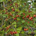 Crataegus monogyna - 4