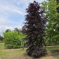 Fagus sylvatica 'Atropunicea' - 1