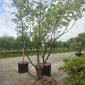 Acer griseum - 2