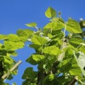 Tilia Tomentosa - 5