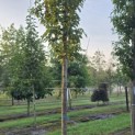 Prunus 'Sunset Boulevard' - Foto 1