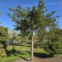Taxus baccata dovastoniana 'Aurea Pendula' - 2