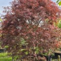 Acer palmatum 'Atrolineare' - 4