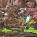 Acer palmatum 'Inaba Shidare' - Foto 5
