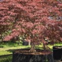 Acer palmatum 'Garnet' - Foto 6