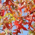 Moeraseik met herfstkleuren