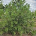Pinus nigra 'Nigra' - 1