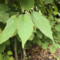Davidia involucrata - Foto 2