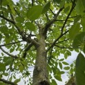 Juglans regia 'Buccaneer' - 3