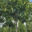 Magnolia 'Wada's Memory' - Foto 3