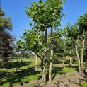 Platanus x Hispanica - 3