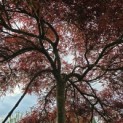 Acer palmatum 'Garnet' - 1