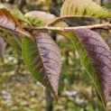 Prunus x Subhirtella 'Autumnalis Rosea' - herfstblad nov 2024
