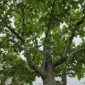 Prunus domestica 'Opal' -  MOOIE KROONVERTAKKING juni 2026