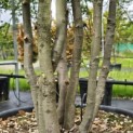 Quercus ilex - 4