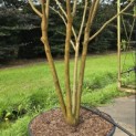 Koelreuteria paniculata - Foto 3