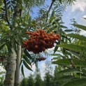 Sorbus 'Dodong' - 1