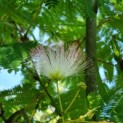 Albizia julibrissin - Afbeelding 5