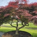 Acer palmatum 'Garnet' - 2